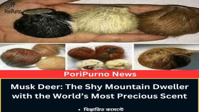 kasturi deer himalayan fragrance