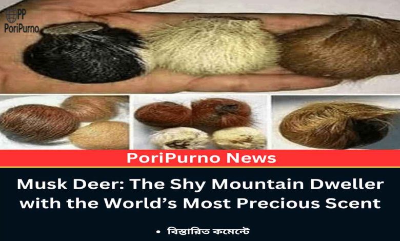 kasturi deer himalayan fragrance