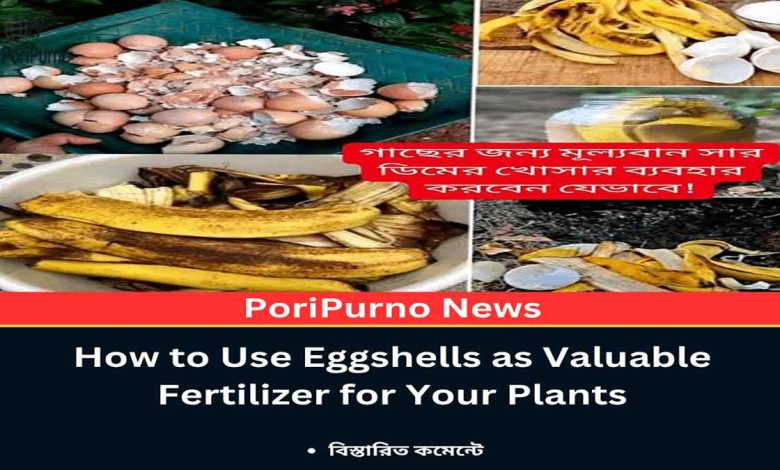 valuable fertilizer eggshell use