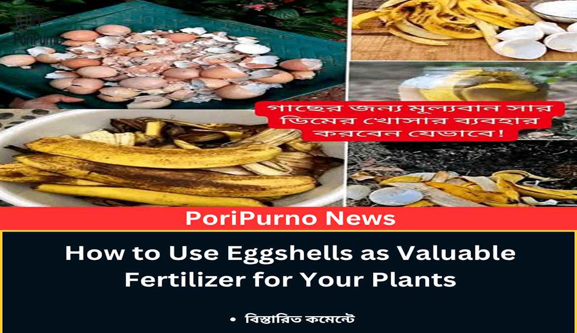 valuable fertilizer eggshell use